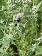 Zethus spinipes spinipes