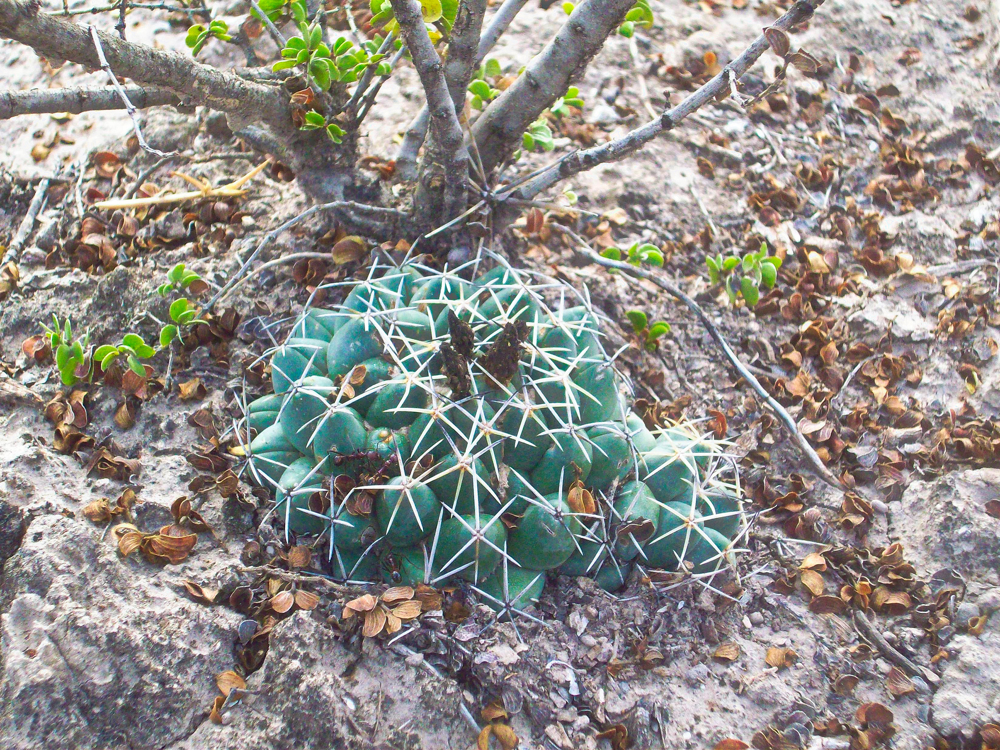 Coryphantha maiz-tablasensis