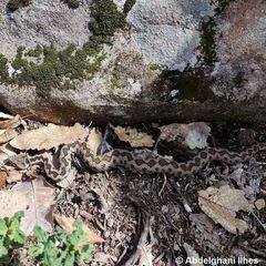 Vipera monticola