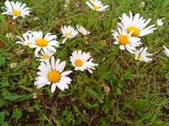 Leucanthemum ircutianum