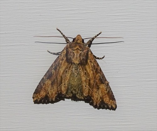 Wood-colored Apamea Moth photo 4