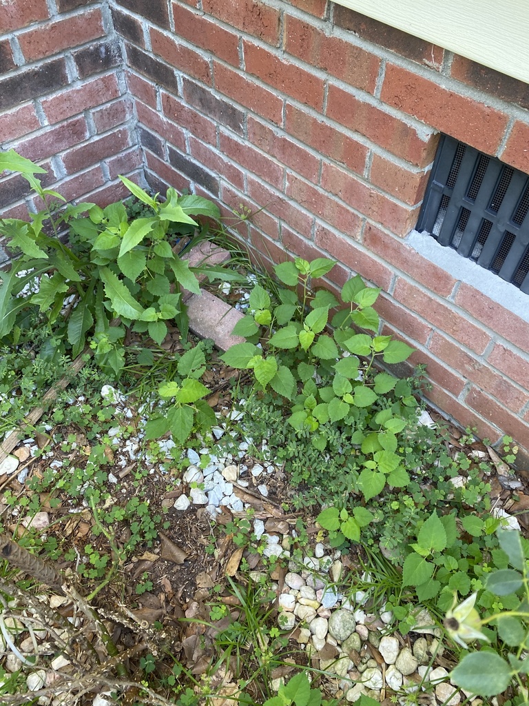 roses, elms, figs, and allies from E Center St, Rose Hill, NC, US on