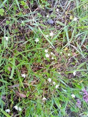 Stellaria graminea