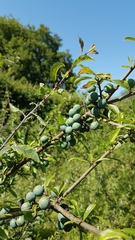 Prunus spinosa