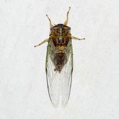 Diceroprocta vitripennis