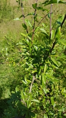 Prunus spinosa