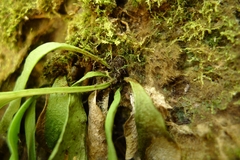 Antrophyum plantagineum