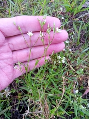 Stellaria graminea