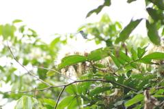 Saucerottia cyanifrons