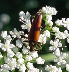 Pedostrangalia pubescens