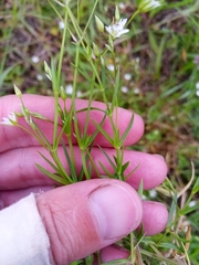 Stellaria graminea