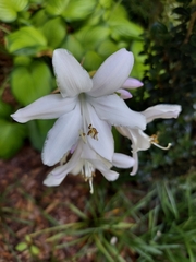 Rhododendron