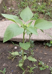 Angiospermae