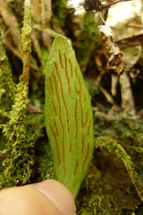 Antrophyum plantagineum