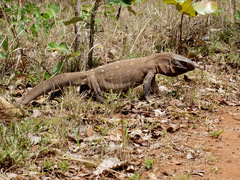 Varanus albigularis