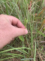 Cleistesiopsis bifaria