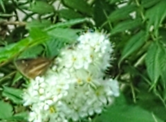 Poanes viator