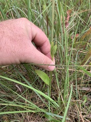Cleistesiopsis bifaria