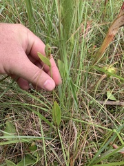 Cleistesiopsis bifaria