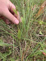 Cleistesiopsis bifaria