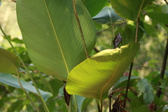 Calathea erythrolepis