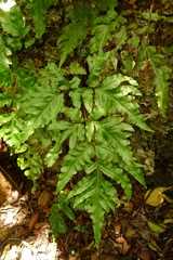 Tectaria latifolia