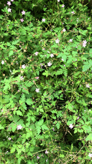 Geranium robertianum