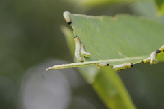 Pristiphora conjugata