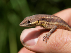 Ichnotropis bivittata