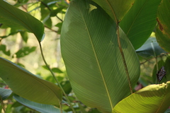 Calathea erythrolepis