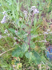 Arctium tomentosum