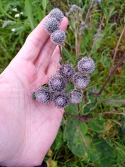 Arctium tomentosum