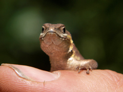 Ichnotropis bivittata