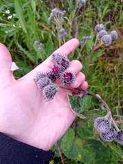 Arctium tomentosum