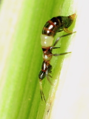 Franklinothrips