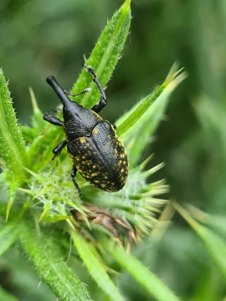 Larinus sturnus
