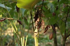 Calathea erythrolepis