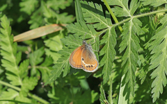 Coenonympha gardetta darwiniana