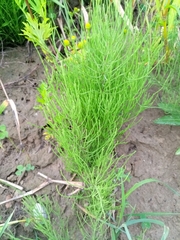 Equisetum arvense