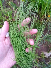 Equisetum arvense