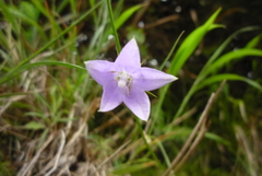 Adenophora morrisonensis