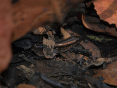 Panaspis maculicollis