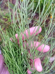 Equisetum arvense