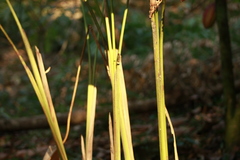 Calathea erythrolepis