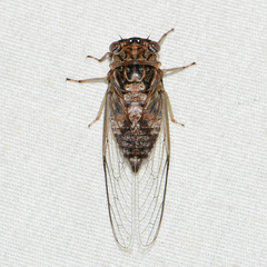 Diceroprocta vitripennis