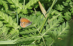 Coenonympha gardetta darwiniana
