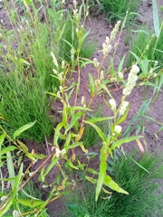 Persicaria lapathifolia