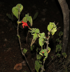 Ruellia asperula