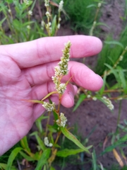 Persicaria lapathifolia
