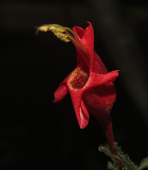 Ruellia asperula